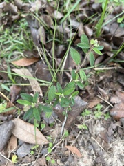 Croton glandulosus