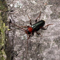 Phymatodes testaceus