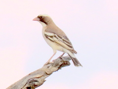 Plocepasser mahali mahali