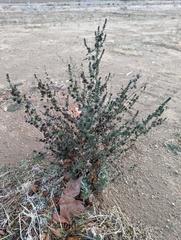 Ambrosia acanthicarpa