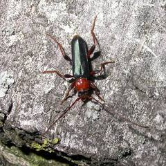 Phymatodes testaceus