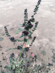 Ambrosia acanthicarpa