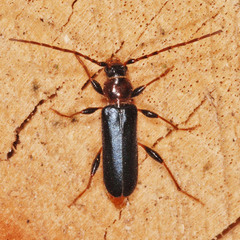 Phymatodes testaceus