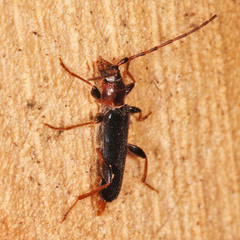 Phymatodes testaceus