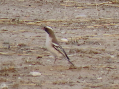 Plocepasser mahali mahali