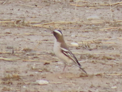 Plocepasser mahali mahali