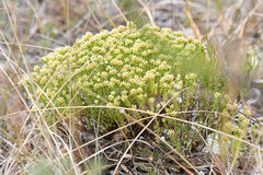 Helichrysum asperum