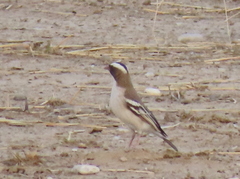 Plocepasser mahali mahali