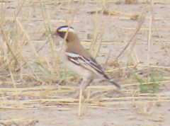 Plocepasser mahali mahali