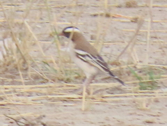 Plocepasser mahali mahali