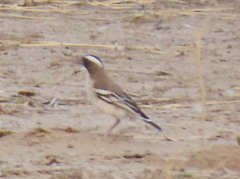 Plocepasser mahali mahali