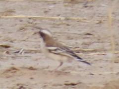 Plocepasser mahali mahali