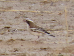 Plocepasser mahali mahali