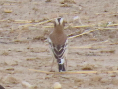 Plocepasser mahali mahali