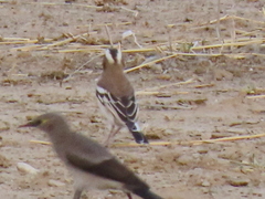 Plocepasser mahali mahali