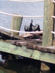 Anhinga anhinga