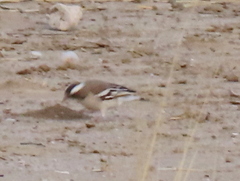 Plocepasser mahali mahali