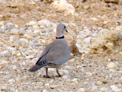 Streptopelia capicola damarensis