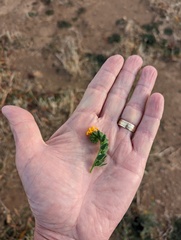 Amsinckia tessellata