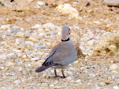 Streptopelia capicola damarensis