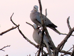 Streptopelia capicola damarensis