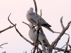 Streptopelia capicola damarensis