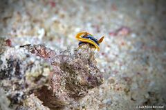 Chromodoris quadricolor