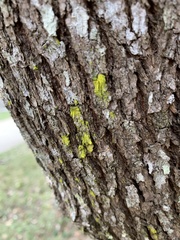 Chrysothrix xanthina