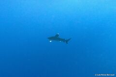 Carcharhinus longimanus