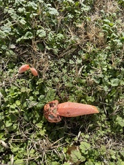 Simblum sphaerocephalum