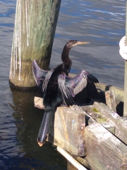 Anhinga anhinga