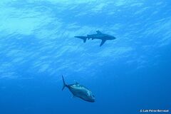 Carcharhinus longimanus