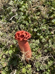 Simblum sphaerocephalum