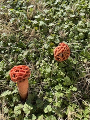 Simblum sphaerocephalum