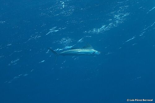 Sailfish — seen at this dive site