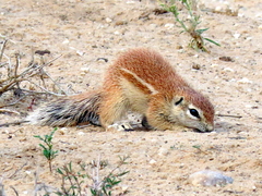 Geosciurus inauris
