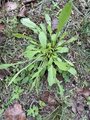 Rumex hastatulus