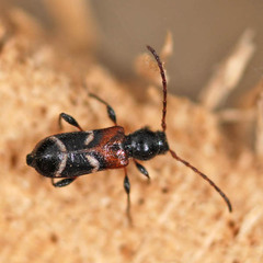 Phymatodes alni