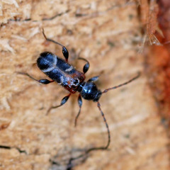 Phymatodes alni
