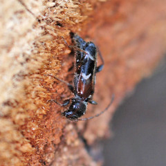 Phymatodes alni