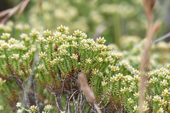 Helichrysum asperum