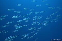 Trachurus