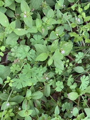 Geranium rotundifolium