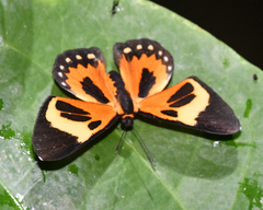 Themone pais trivittata