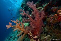 Dendronephthya hemprichi