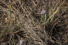 Moraea pallida