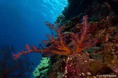 Dendronephthya hemprichi