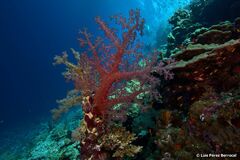 Dendronephthya hemprichi