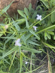 Conostomium natalense