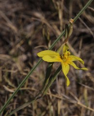 Moraea pallida